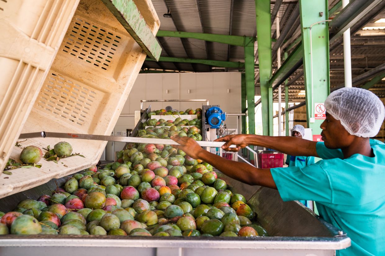 Mango intake washing station