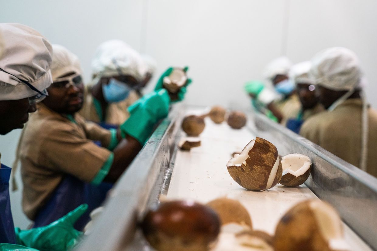 Contrôle qualité des noix de coco fraîches avant leur transformation en copeaux de noix de coco séchés.