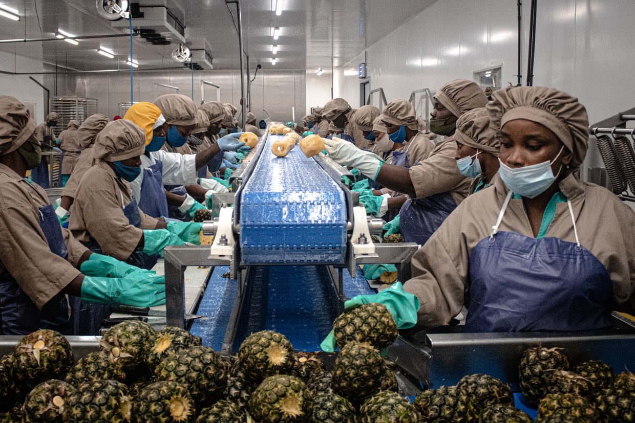 Workers processing pineapples in the Ivory Coast