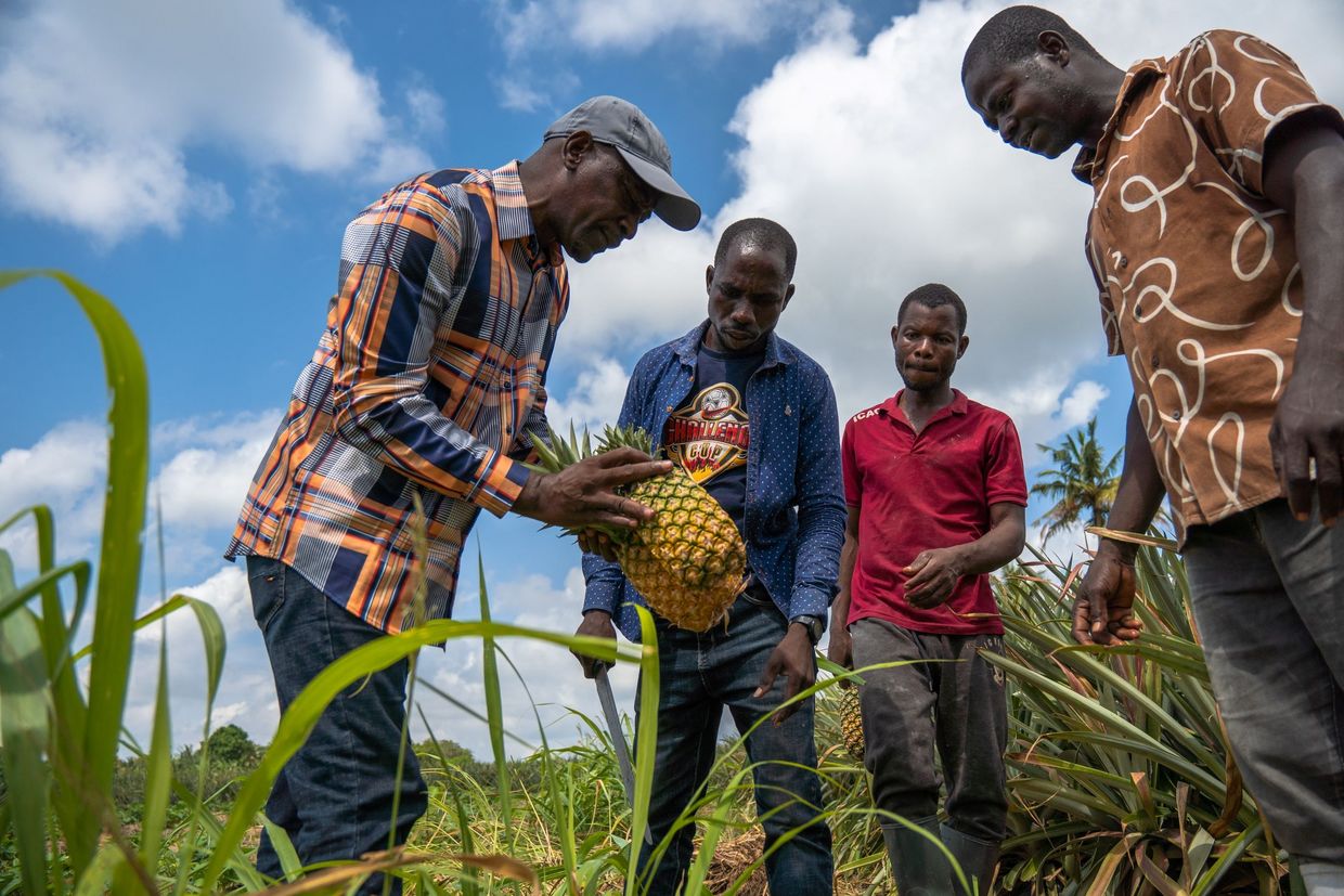 Des agriculteurs dans un champ d'ananas pendant une formation dispensée par un expert