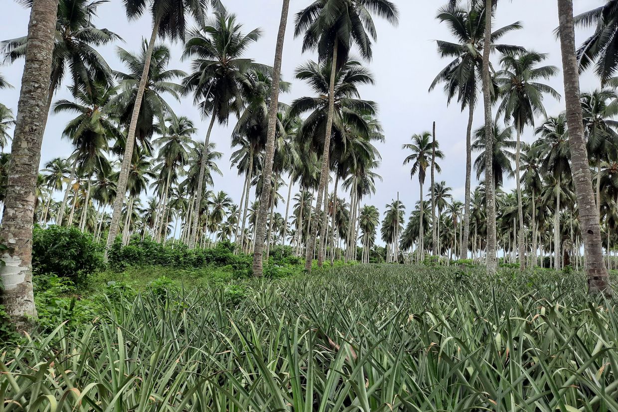 Mixed cropping field with pineapple plants and coconut palms