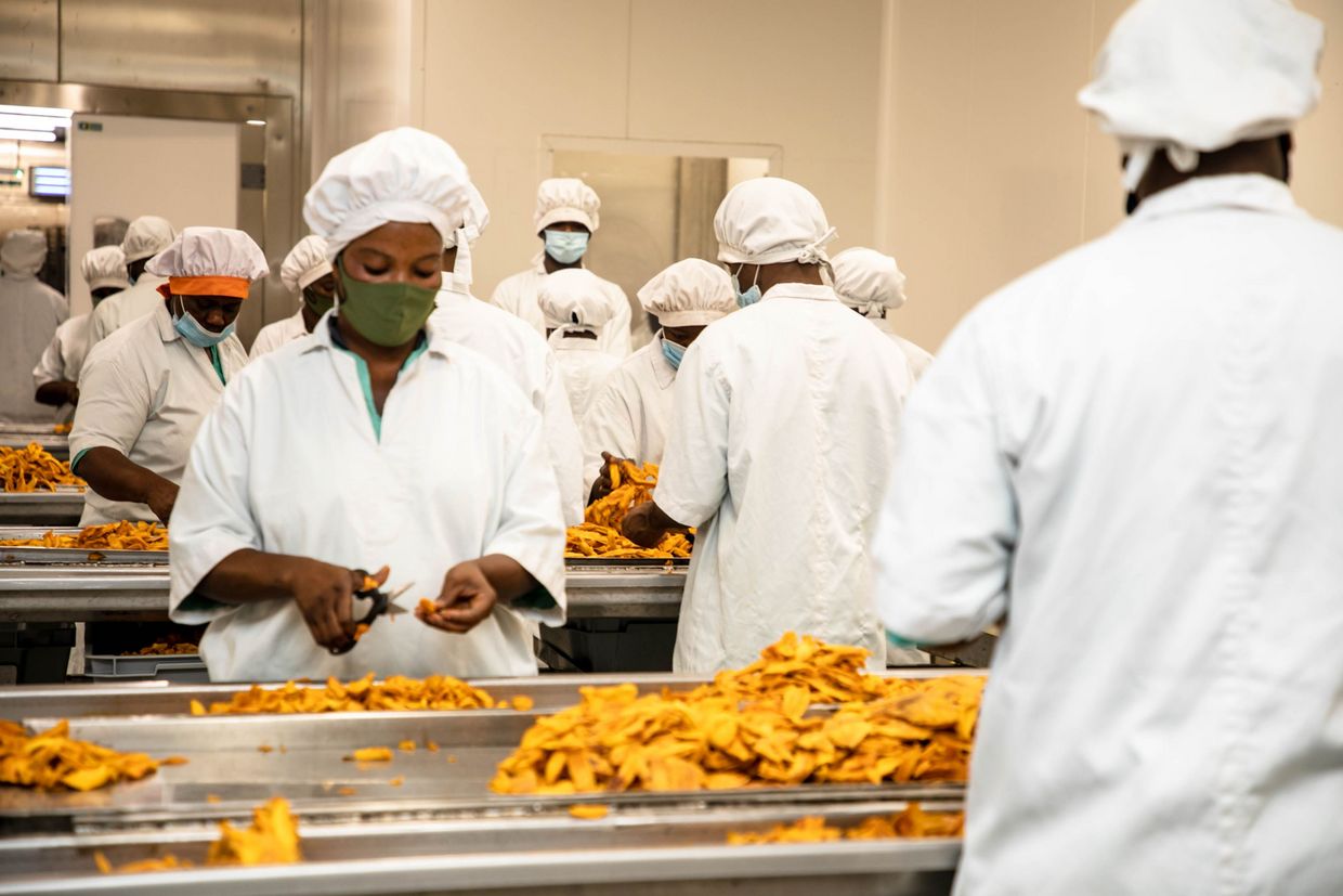 Mitarbeiterin beim verpacken getrockneter Mango