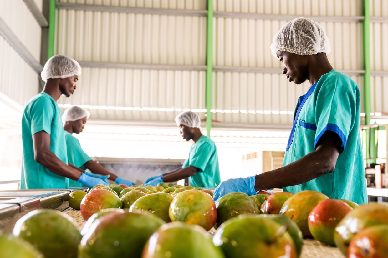 Fresh mango quality control at HPW fresh&dry Ltd in Adeiso, Ghana