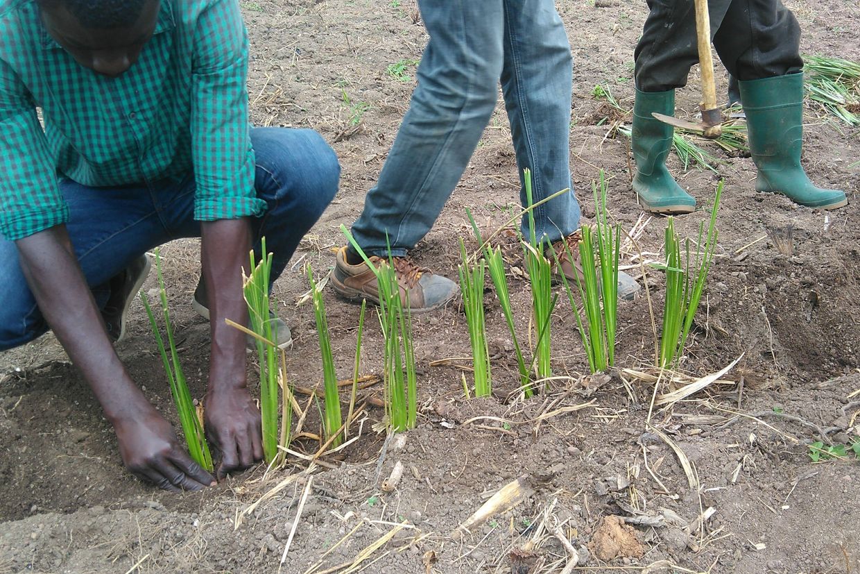 Worker planting seedlings