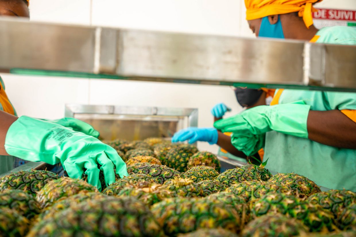 Réception d'ananas dans l'usine de HPW en Côte d'Ivoire