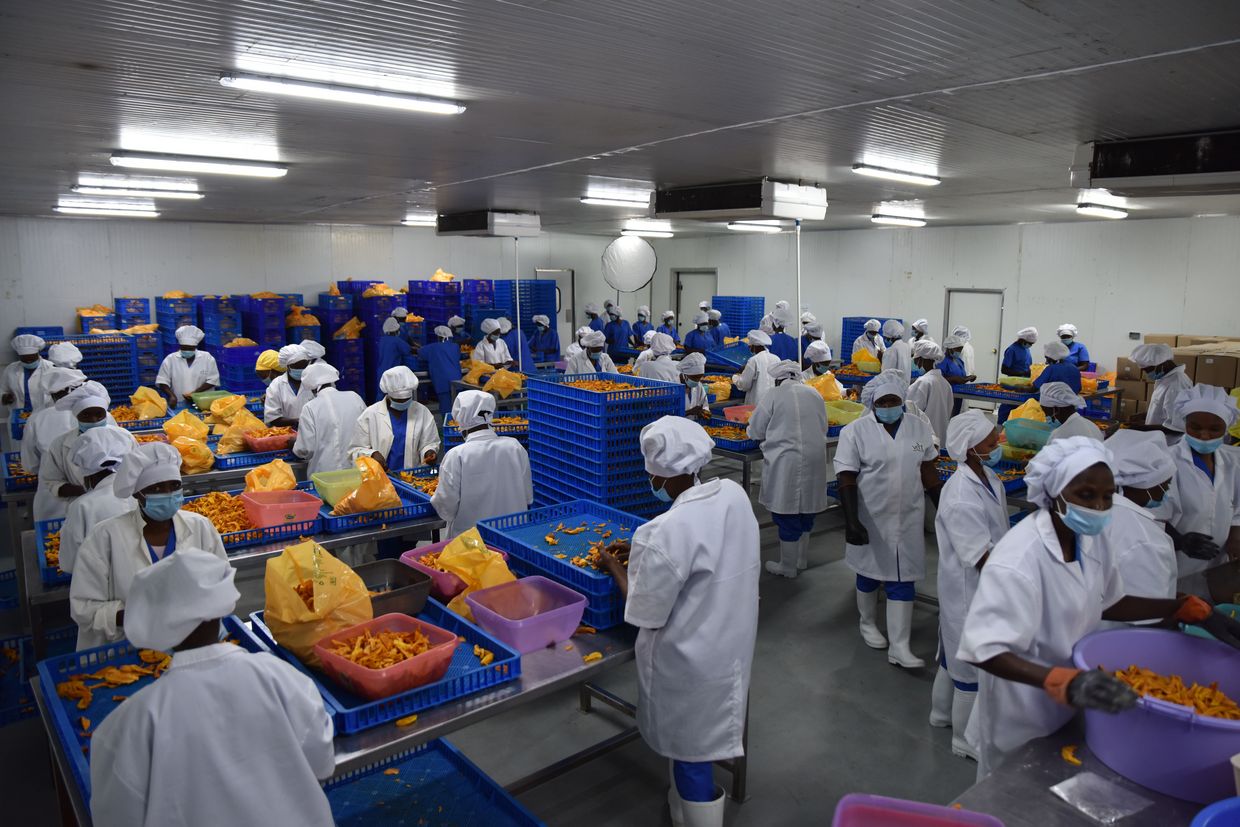 Packaging of dried mango at Vert Ltd in Kenya