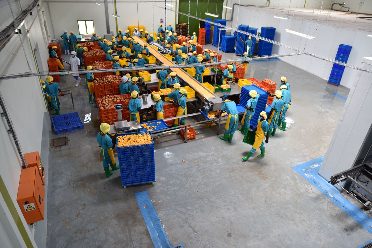 Aerial view of the processing of dried mango in Kenya