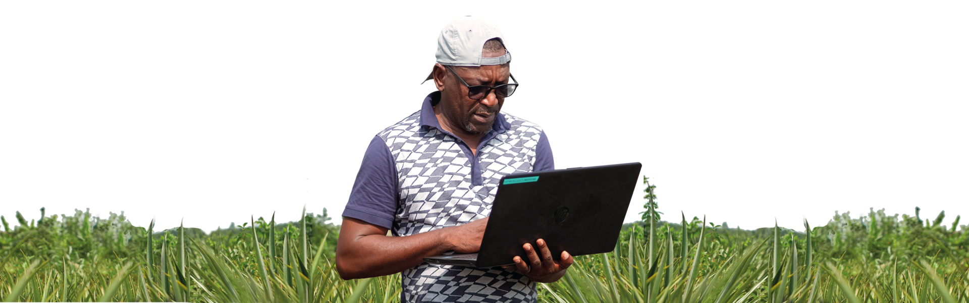 Farmer standing in pineapple field with laptop