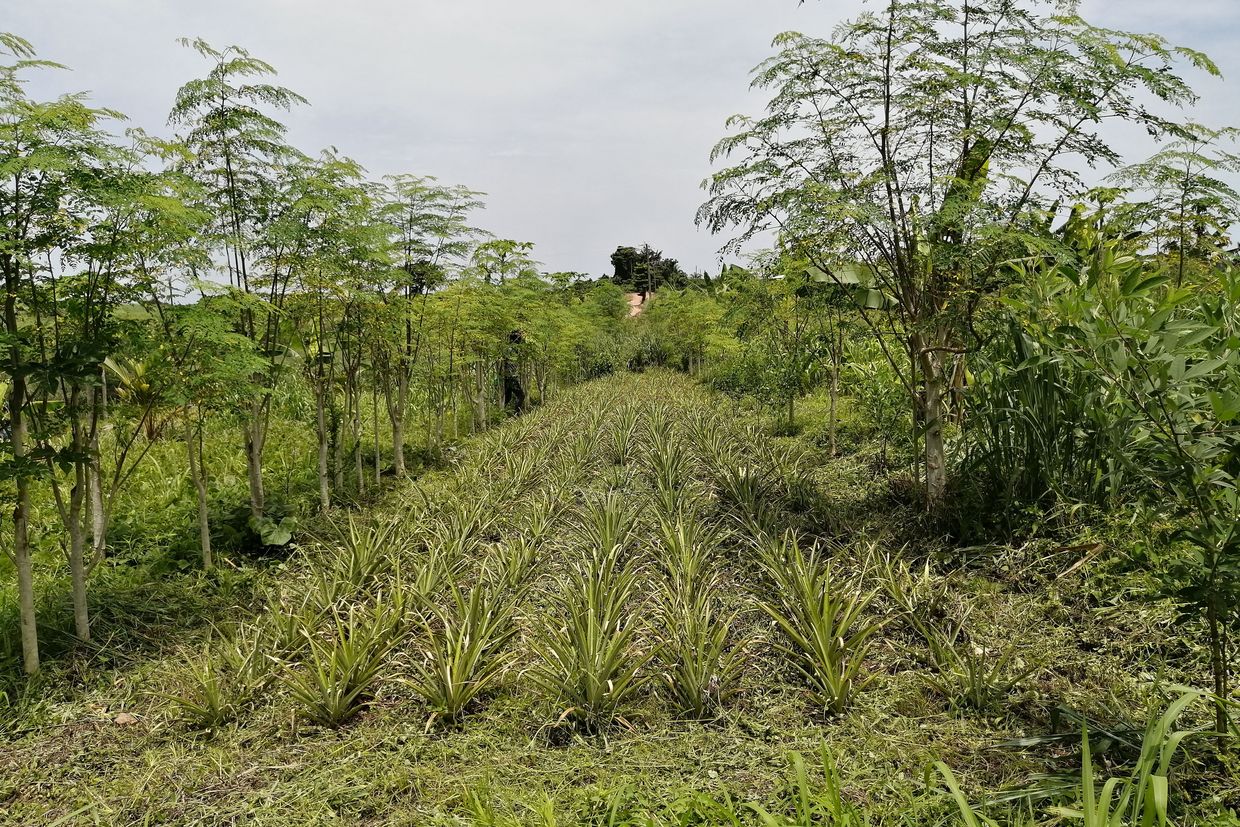 Mixed cropping field in Ghana