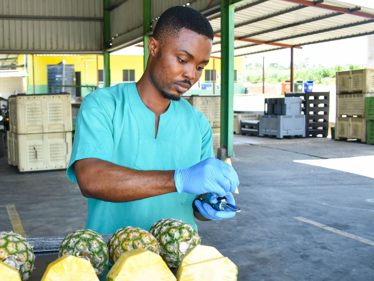 Ouvrier ghanéen effectuant un contrôle qualité des ananas frais