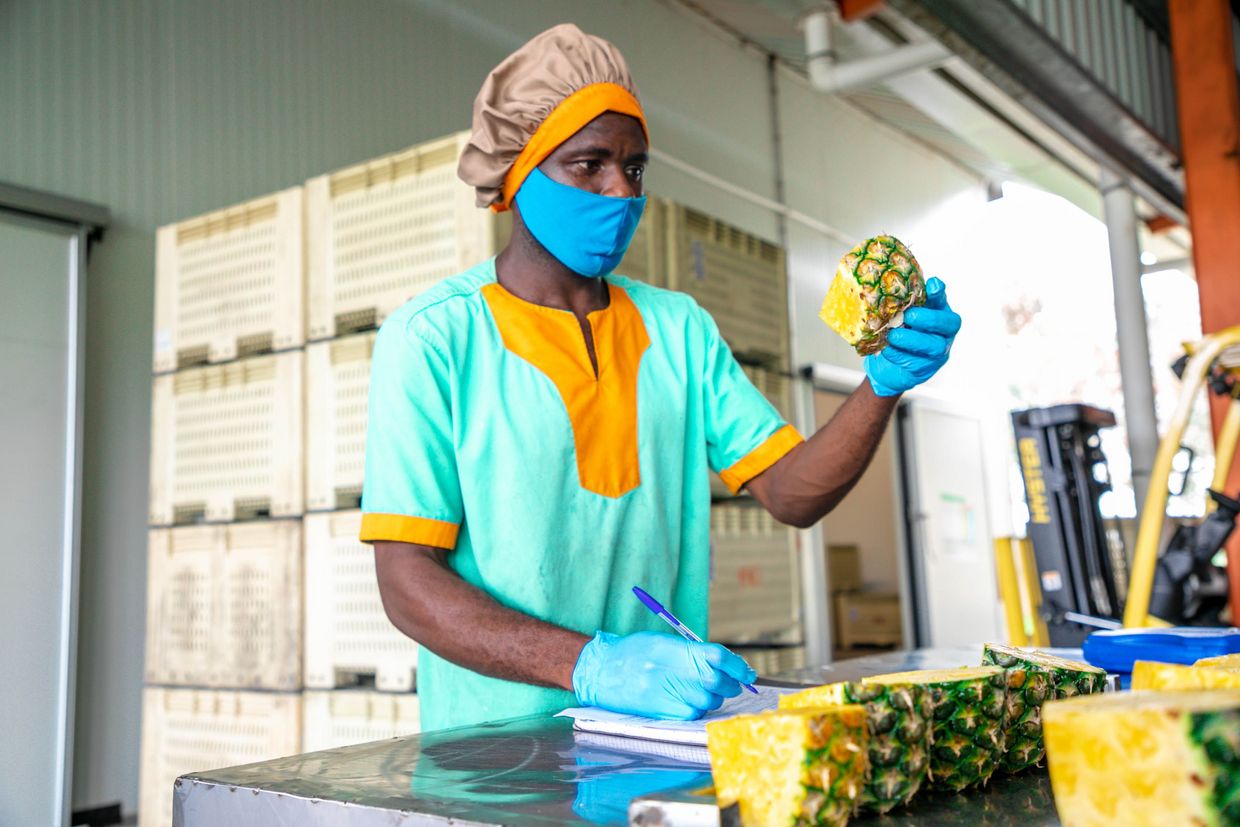 Pineapple quality control