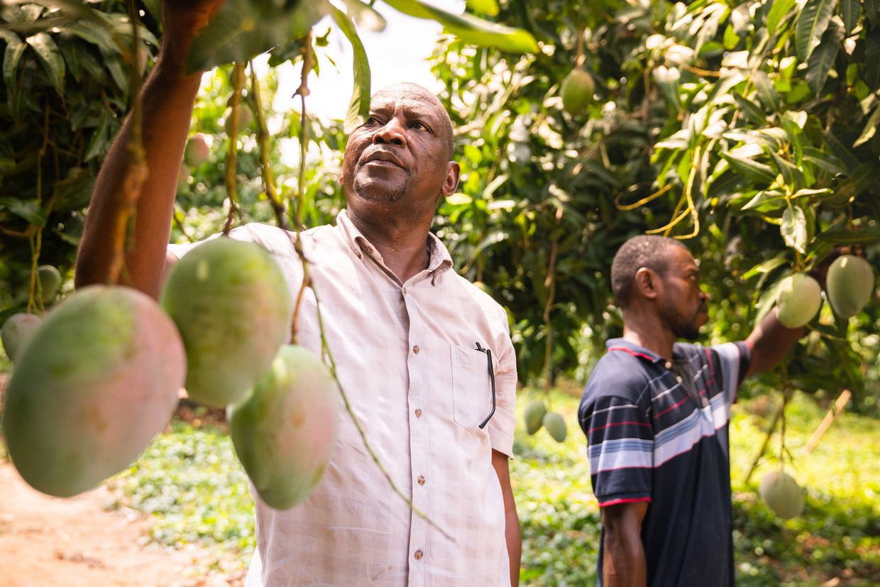 Workers checking fruit in the mango field