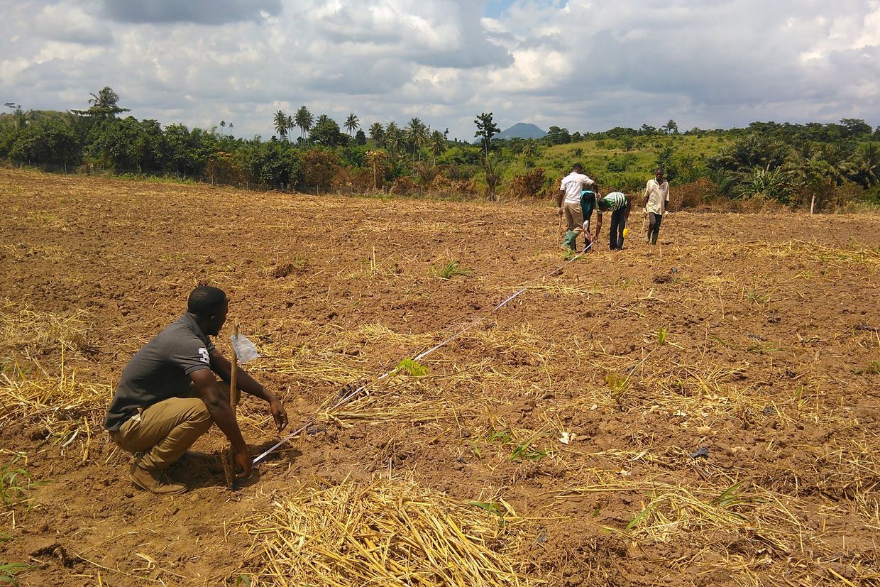 Workers survey the field