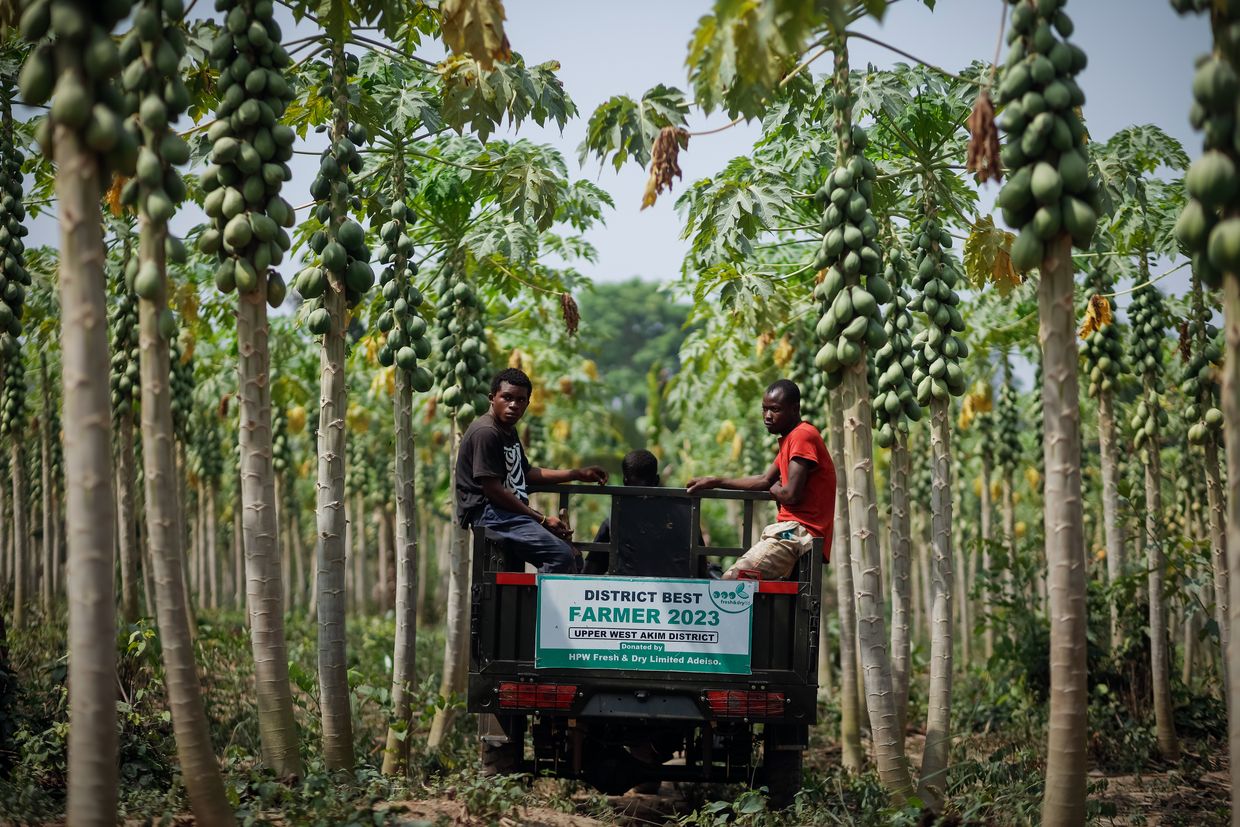 Landwirte fahren auf einem Pick Up durch einen Papaya Wald