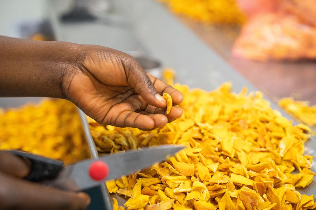 Handarbeit: Mangos werden geschnitten und zerkleinert