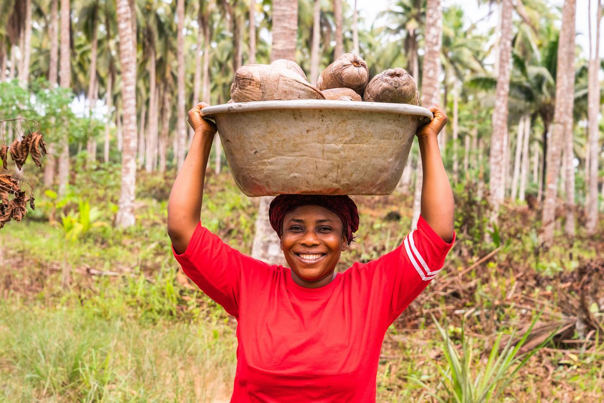 Travailleuse ghanéenne récoltant des noix de coco