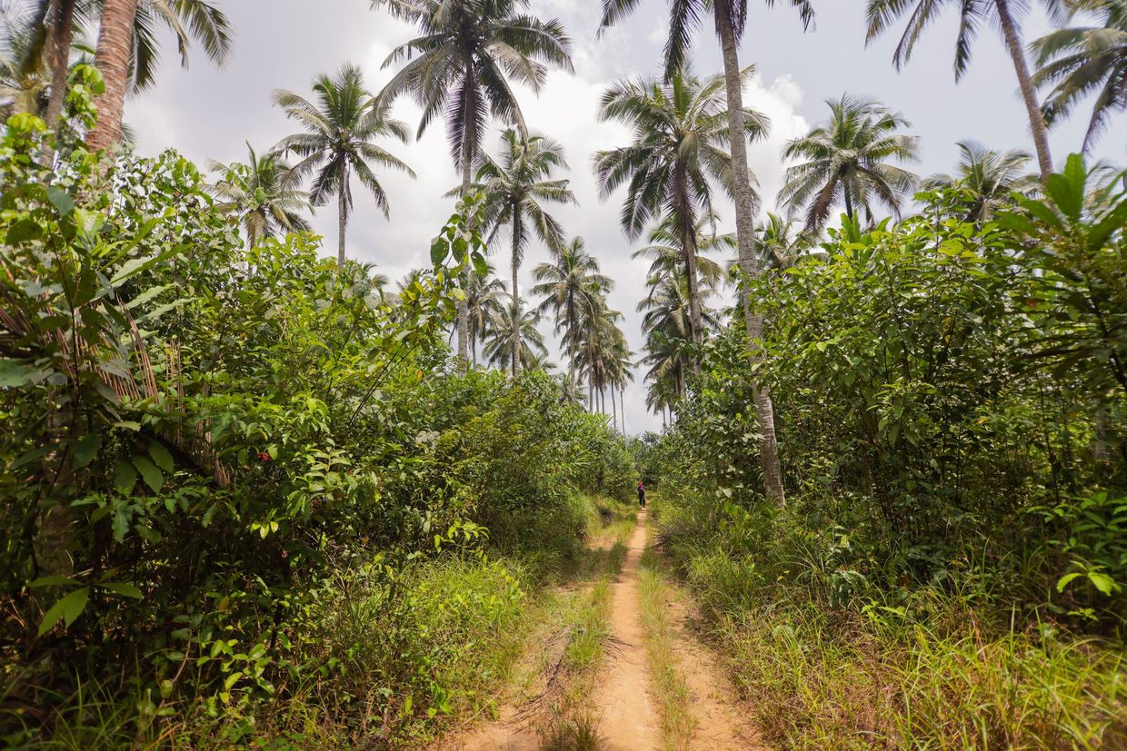 Plantation de noix de coco