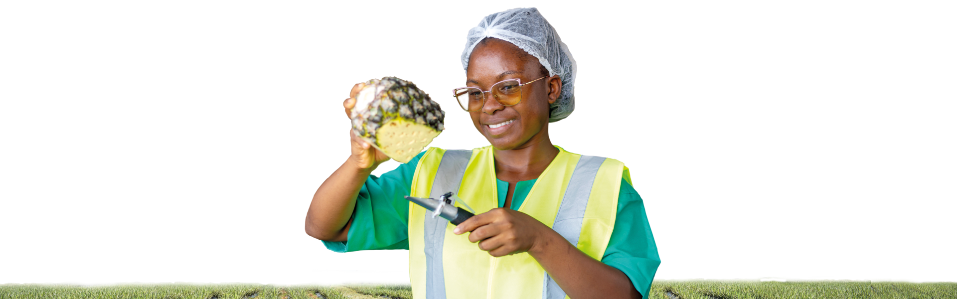 Employee checking the quality of fresh pineapple